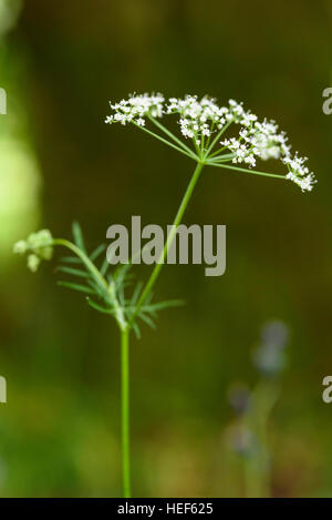 Pignut, Conopodium Majus, Wildblumen, Flotte Tal, Dumfries & Galloway, Schottland Stockfoto