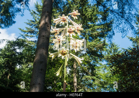 Eine riesige Himalayan Lily wächst hoch im Rhododendron Arten Botanical Garden. Stockfoto