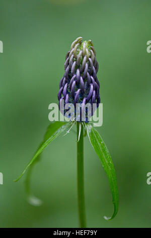 Blütenknospe der gezackten Rapunzeln, phyteuma Spicatum. Stockfoto