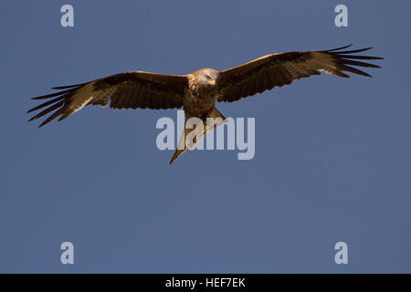 Ein Rotmilan (Milvus Milvus) schwebt vor blauem Himmel. Stockfoto