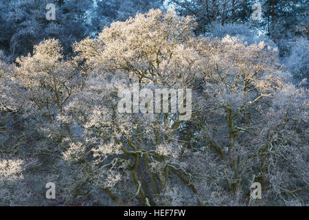 Frostigen Winterbäume in den Scottish Borders. Schottland Stockfoto