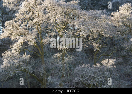 Frostigen Winterbäume in den Scottish Borders. Schottland Stockfoto