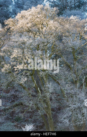 Frostigen Winterbäume in den Scottish Borders. Schottland Stockfoto