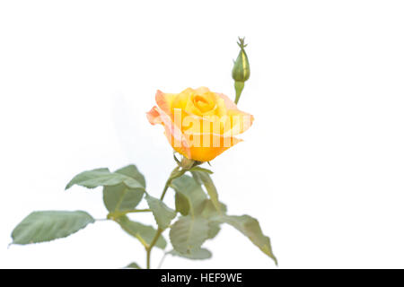 Gelbe rose Blume auf Zweig und Blatt isoliert auf weißem Hintergrund Stockfoto