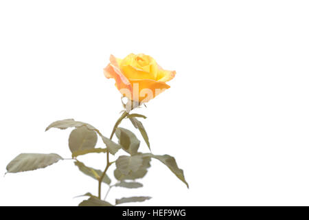 Gelbe rose Blume auf Zweig und Blatt isoliert auf weißem Hintergrund Stockfoto