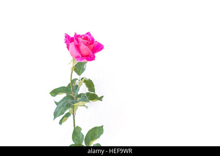 Rosa rose Blume auf Zweig und Blatt isoliert auf weißem Hintergrund Stockfoto