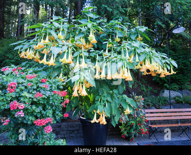 Eine Anzeige von einem Engel Trompete (Brugmansia) Strauch Butchart Gardens in der Nähe von Victoria Vancouver Island British Columbia, Kanada Stockfoto