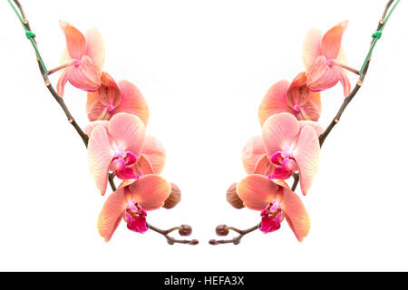 Nahaufnahme rosa Orchidee isoliert auf weißem Hintergrund Stockfoto