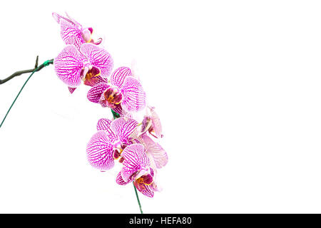 Nahaufnahme der violetten Orchidee isoliert auf weißem Hintergrund Stockfoto