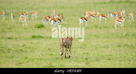 Ein Kragen Cheetah Erwachsenen weiblichen Jagd über offenes Grasland, zu Fuß in Richtung Thomson es Gazelle, Mara Naboisho Conservancy Kenia Stockfoto