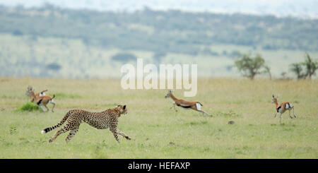 Ein Kragen Cheetah Erwachsenen weiblichen Jagd über offenes Grasland, läuft in Richtung Thomson es Gazelle, Mara Naboisho Conservancy Kenia Stockfoto