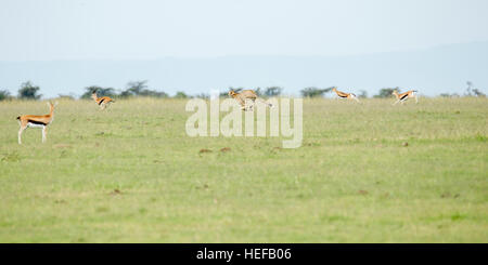 Eine collared Cheetah erwachsenes Weibchen jagen über offenes Grasland, das Jagen nach Thomson's Gazelle, Mara Naboisho Conservancy Kenia Stockfoto