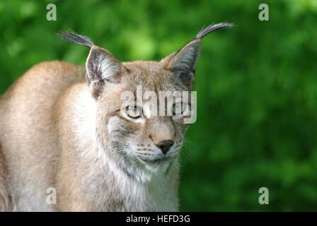 Luchs Stockfoto