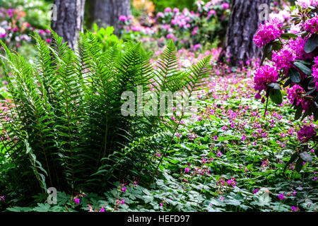 Farne wachsen und unter den Kiefern und blühenden Rhododendron, Geranie als Bodendeckenblühpflanze im Gartenwald Stockfoto