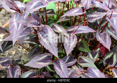 Persicaria Microcephala Red Dragon, mit dekorativen Blätter Stockfoto