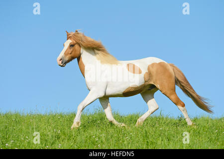 Islandpferd im Feld Stockfoto