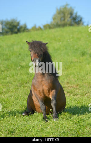 Shetland Pony sitzen auf einer Wiese Stockfoto