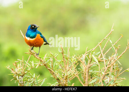 Eine bunte bunte superb Starling (Glanzstare Superbus) Sitzstangen auf einem Strauch in der Savanne Savanne in der Nähe von Ndutu, Tansania. Stockfoto