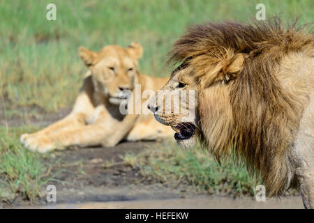 Ein Erwachsener weiblicher und männlicher Löwe (Panthera Leo) warten auf Savanne Savanne Sumpfgebiet in der Nähe von Ndutu, Tansania. Stockfoto