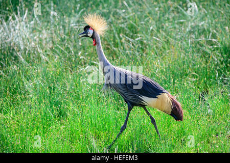 Ein Grau-gekrönter Grau-gekrönter Kran zu Fuß auf Savanne Savanne Wiese in der Nähe von Ndutu, Tansania. Stockfoto