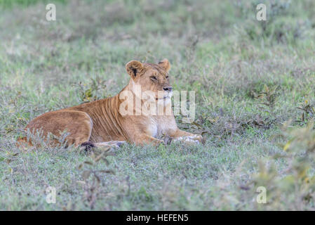 Eine verschlafene schlafenden weiblichen Löwe Löwin (Panthera Leo) liegt auf der grasbewachsenen Savannen-Savanne, Ngorongoro National Park, Tansania. Stockfoto