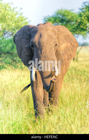 Erwachsene weibliche Kuh afrikanischer Elefant (Loxodonta Africana) steht vor der Kamera. Tarangire Nationalpark Savanne Savanne Tansanias. Stockfoto