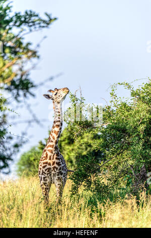 Eine junge weibliche Masai-Giraffe (Giraffa Tippelskirchi) mit behaarte Ossicones beißt auf Savannah Savanne Vegetation, Tansania. Stockfoto