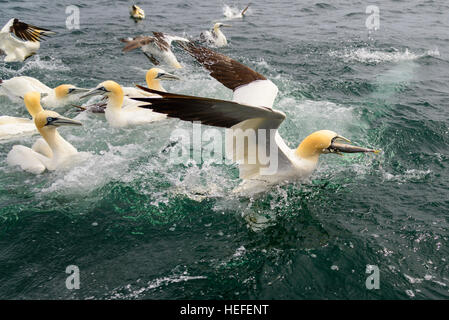 Ein Basstölpel ergibt sich aus dem Meer mit einem Fisch im Schnabel nach dem Tauchen für Fische ausschalten wie andere Tölpel, um es zu füttern. Stockfoto