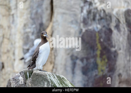 Wilden gemeinsamen Guillemot Murre mit einem kleinen Fisch im Schnabel, thront auf einem Felsen. Stockfoto