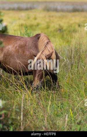 Chincoteague Ponys (wilde oder verwilderte Pferde) der Assateague Island, Maryland, Weiden auf den Gräsern des Salz-Sumpf Stockfoto