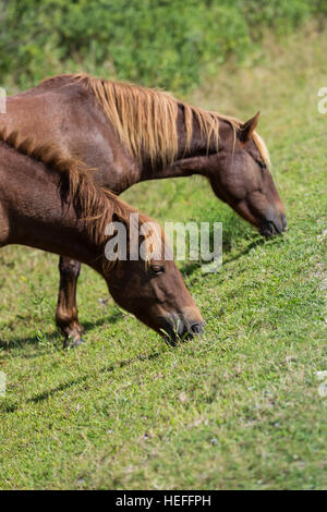 Chincoteague Ponys (wilde oder verwilderte Pferde) der Assateague Island, Maryland, Weiden auf den Gräsern des Salz-Sumpf Stockfoto