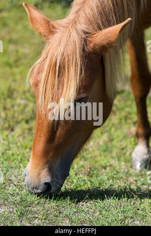 Chincoteague Ponys (wilde oder verwilderte Pferde) der Assateague Island, Maryland, Weiden auf den Gräsern des Salz-Sumpf Stockfoto