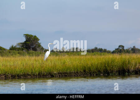 Silberreiher (große weiße Reiher) in den Rasen in Feuchtgebiete von Maryland Stockfoto