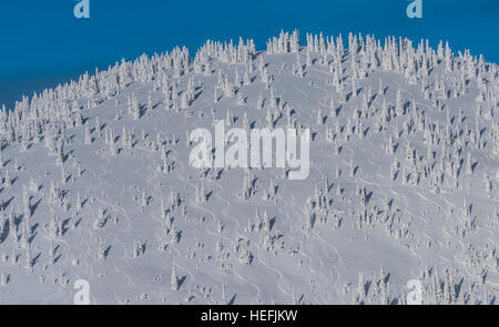 Frisch auf abgerundeten Berg mit weißen schneebedeckte Bäume und frische Loipen durch das Pulver und ein blauer Himmel. Stockfoto