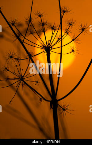 Hedge-Petersilie Torilis Japonica bei Sonnenuntergang Winter Stockfoto