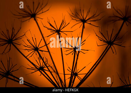 Hedge-Petersilie Torilis Japonica bei Sonnenuntergang Winter Stockfoto