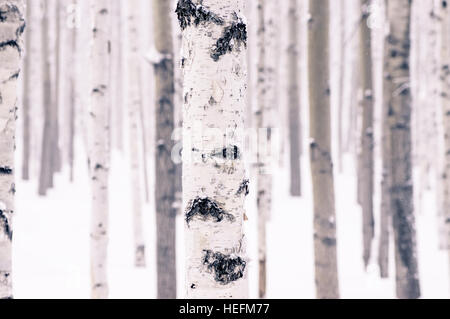 Schöner Birke im verschneiten Winterwald im Winter bei frost Stockfoto