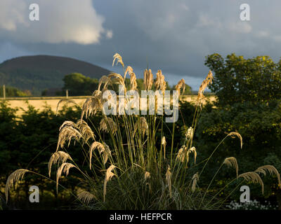 Cullen, Moray, Schottisches Hochland, Schottland Stockfoto