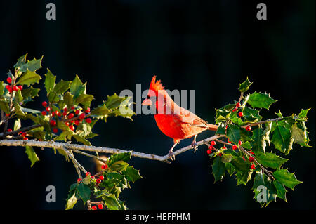 Eine helle rote männliche nördlichen Kardinal thront auf einem Ast der Stechpalme mit roten Beeren. Stockfoto