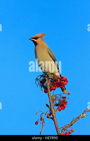 Böhmische Seidenschwanz thront auf der Spitze eines Baumes Stockfoto