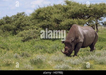 Nashorn Spaziergänge, Essen und an einem sonnigen Tag in den Büschen des Etosha Parks grasen. Namibia, Südafrika. Stockfoto