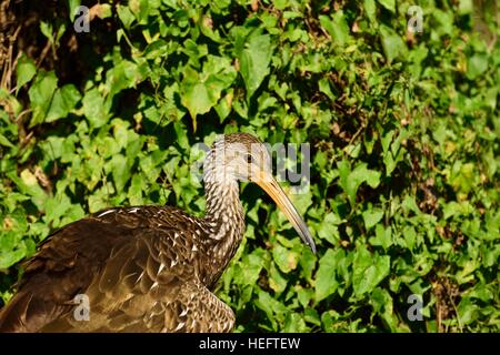 Der Limpkin Bird, auch Carrao, Courlan genannt, und der in Büschen ruhende Vogel auf einem Wanderweg im Salatsee State Park in der Nähe von Tampa Bay Florida. Stockfoto