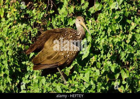 Die limpkin Vogel, auch genannt Carrao, courlan und weinend Vogel ruht in den Büschen auf einem Trail in Kopfsalat Lake State Park in der Nähe von Tampa Bay Florida. Stockfoto