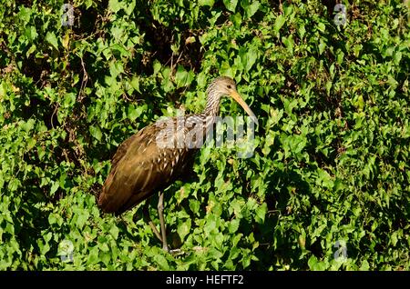 Die limpkin Vogel, auch genannt Carrao, courlan und weinend Vogel ruht in den Büschen auf einem Trail in Kopfsalat Lake State Park in der Nähe von Tampa Bay Florida. Stockfoto