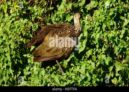 Die limpkin Vogel, auch genannt Carrao, courlan und weinend Vogel ruht in den Büschen auf einem Trail in Kopfsalat Lake State Park in der Nähe von Tampa Bay Florida. Stockfoto