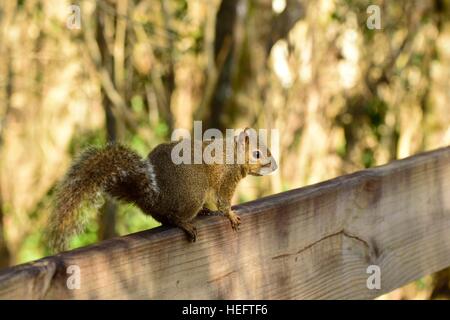 Östlichen Grauhörnchen sciurus Carolinensis andere kluge als ruht auf einer Parkbank im Florida Sonnenschein bekannt. Stockfoto