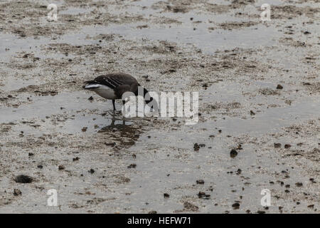 Brent Goose Fütterung bei Ebbe am alten Leigh Stockfoto