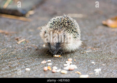 juveniler Igel Essen Vogelfutter Stockfoto