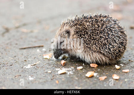 juveniler Igel Essen Vogelfutter Stockfoto