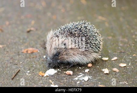 juveniler Igel Essen Vogelfutter Stockfoto